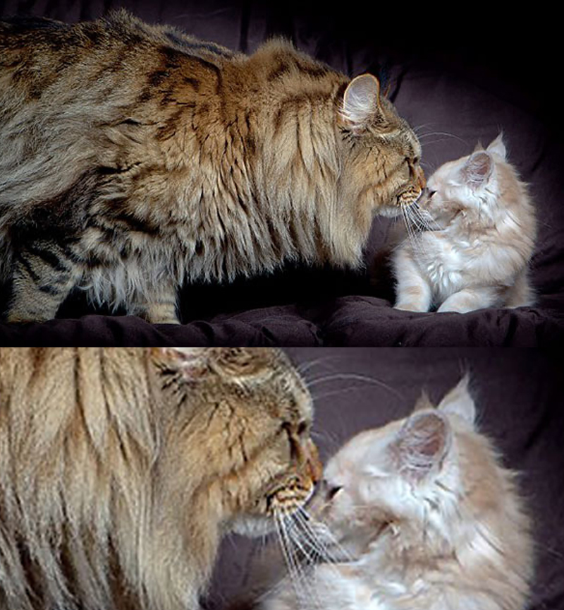 Maine Coon with kitten