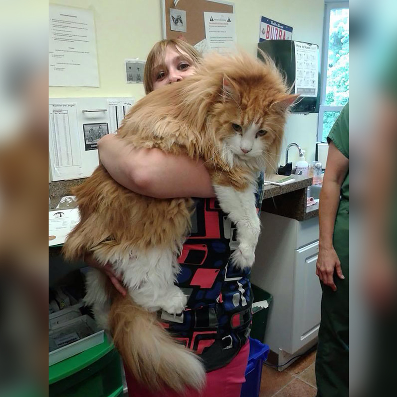 Maine Coon at Veterinarian office