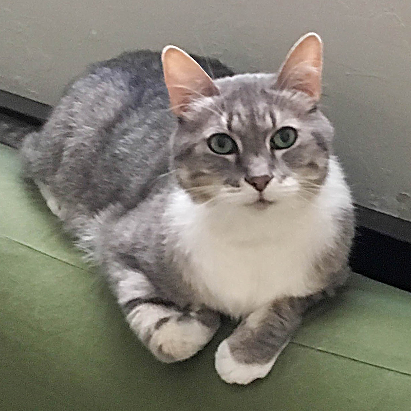 Molly the 10-year-old cat in foster care at Cat Town