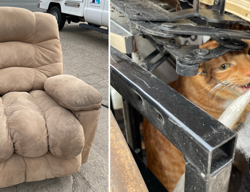 A Thrift Store Recliner That Came with Something Extra Purrfect Inside