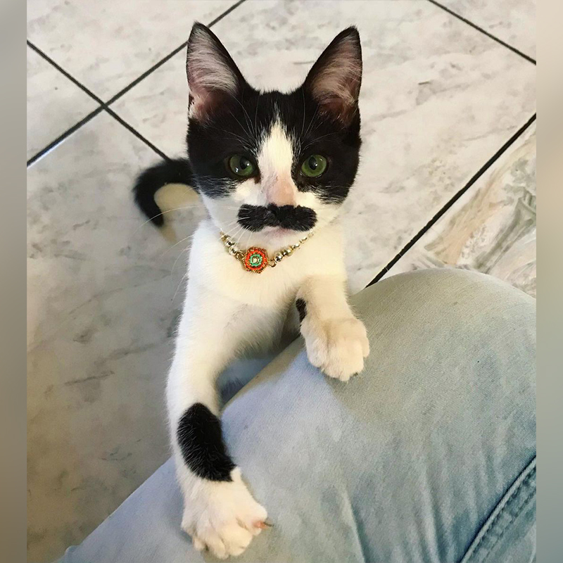 Kitten with mustache jumping on leg