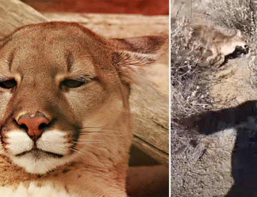 Hiker’s Survival Mode Kicks In When a Mountain Lion Charges