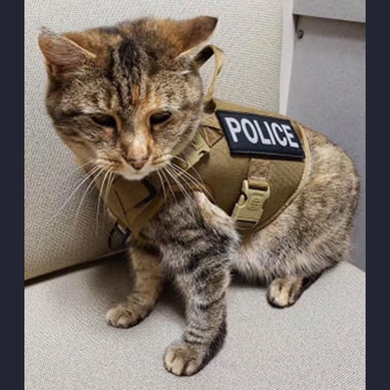 Officer Scrappy Police Cat