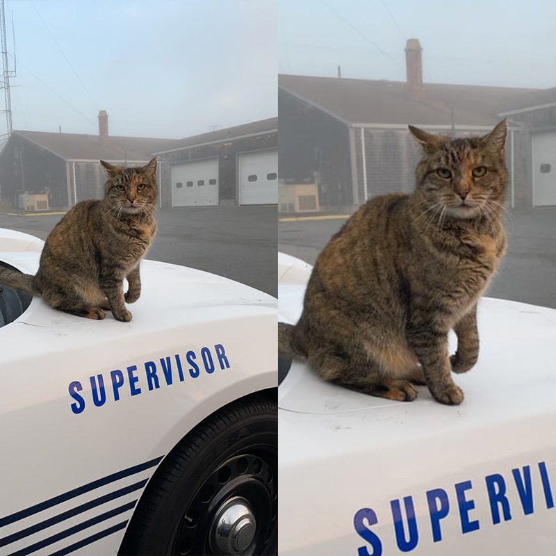 Scrappy Police Cat
