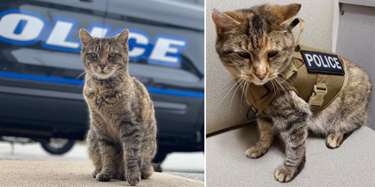 Officer Scrappy, cat, Tiverton Police Department, Rhode Island