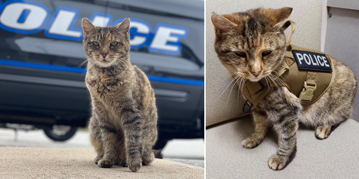 Troy police department picks Pawfficer