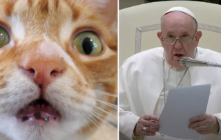 Pope, Cats respond to the Pope