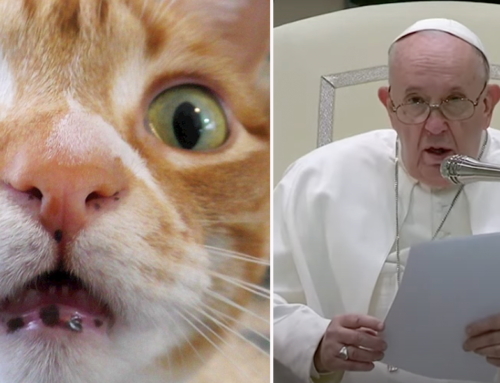 Cats React After the Pope Suggests Pet Parents Without Kids are Selfish