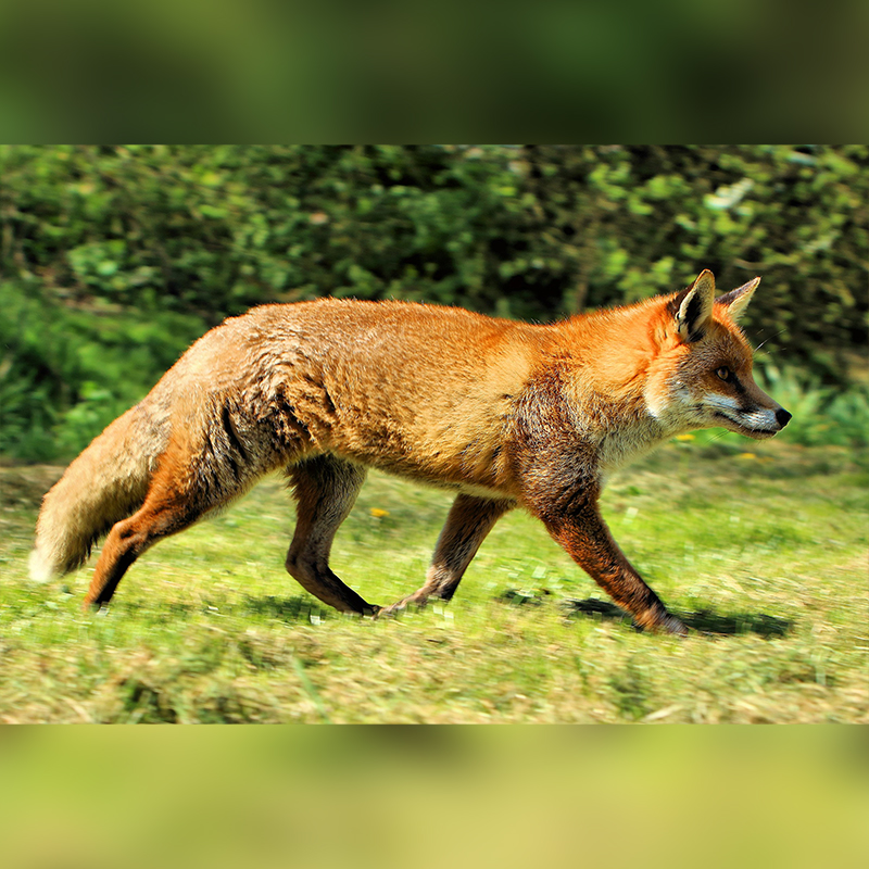 Red fox by British Wildlife Center via Wikimedia Commons, CC BY-SA 2.0
