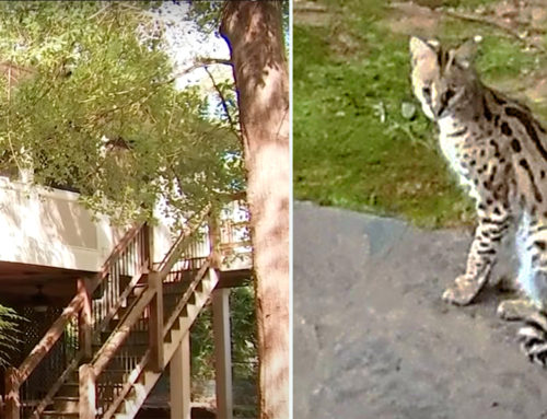 Atlanta Woman Awakened by a Serval Inches from Her Face