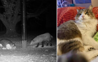 Thumper the cat, trail cam with fox, fisher, Maine