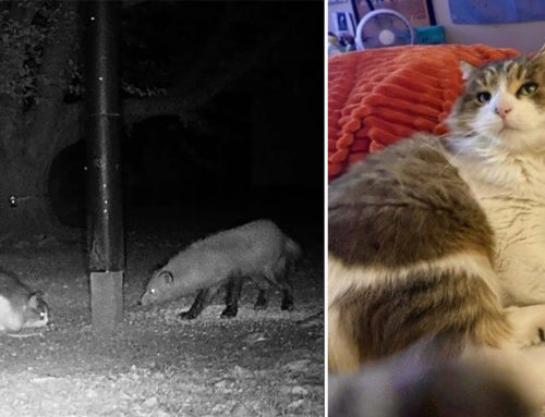 Thumper the Cat Reunited with Family After Being Seen on Trail Cam with Surprising Creature
