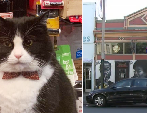 Shop Cat Tosca Becomes a Full-Blown Internet Sensation in Red Bow Tie