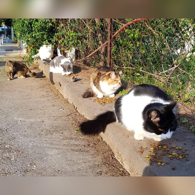 Stray cats on Greece, image via Facebook
