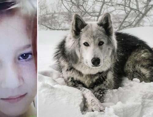 Viktoria, Age 10, Survives 18 Hours in Snowstorm with Fluffy Stray Dog