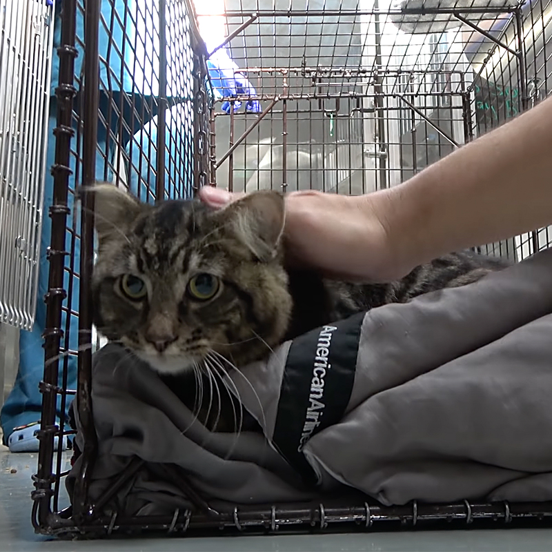 Cat in crate being petted