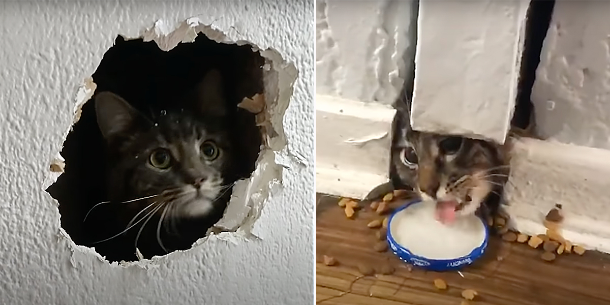 Walldo the cat hides inside wall over a week