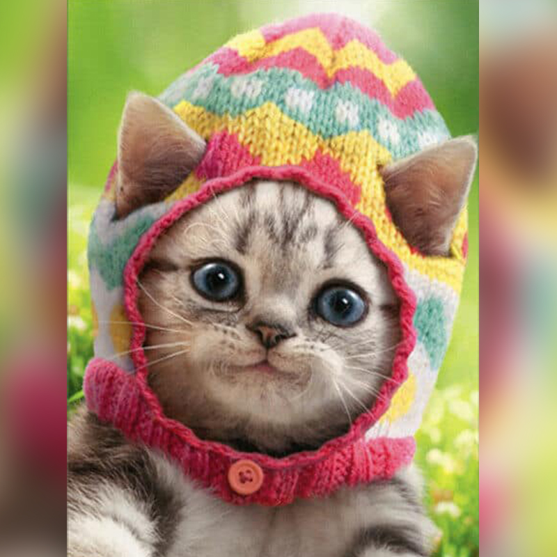 Cat in a hat