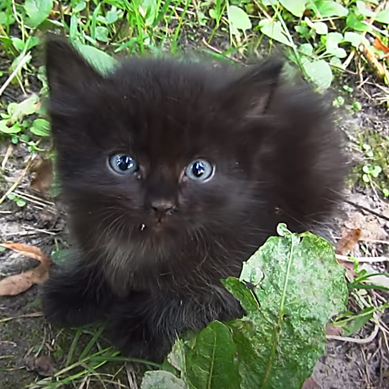 Baby Black Kitten Mews in Distress and Melts Hearts Everywhere