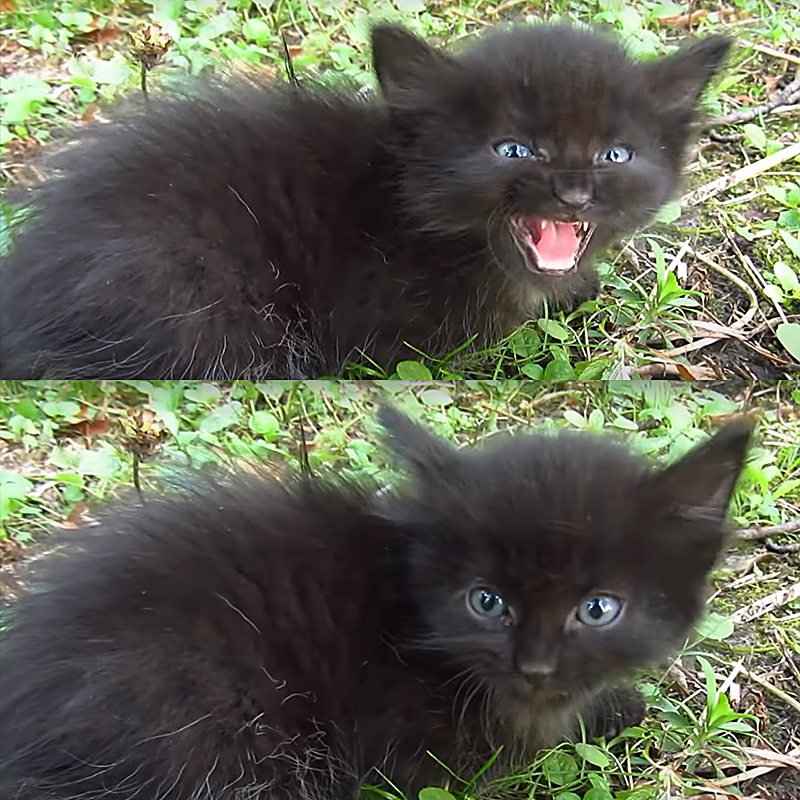 Baby Black Kitten Mews