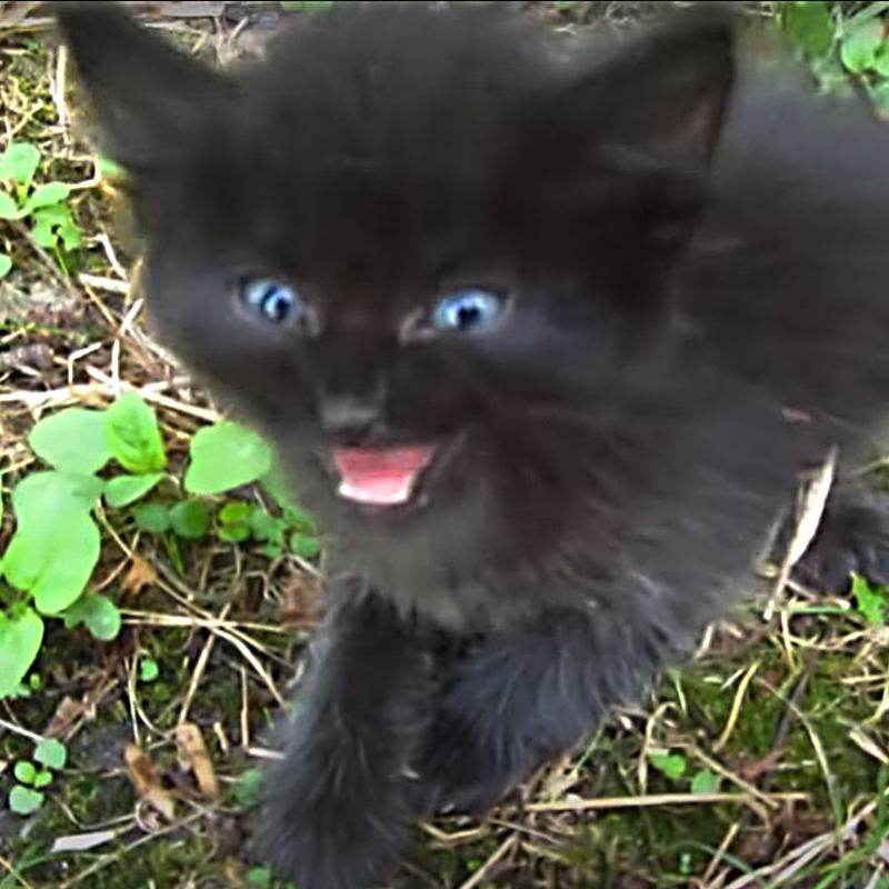 Baby Black Kitten Mews in Distress and Melts Hearts Everywhere