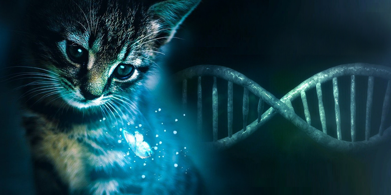 Research Into Cat Dna Unlocks Clues To Help Cats And Humans 7701