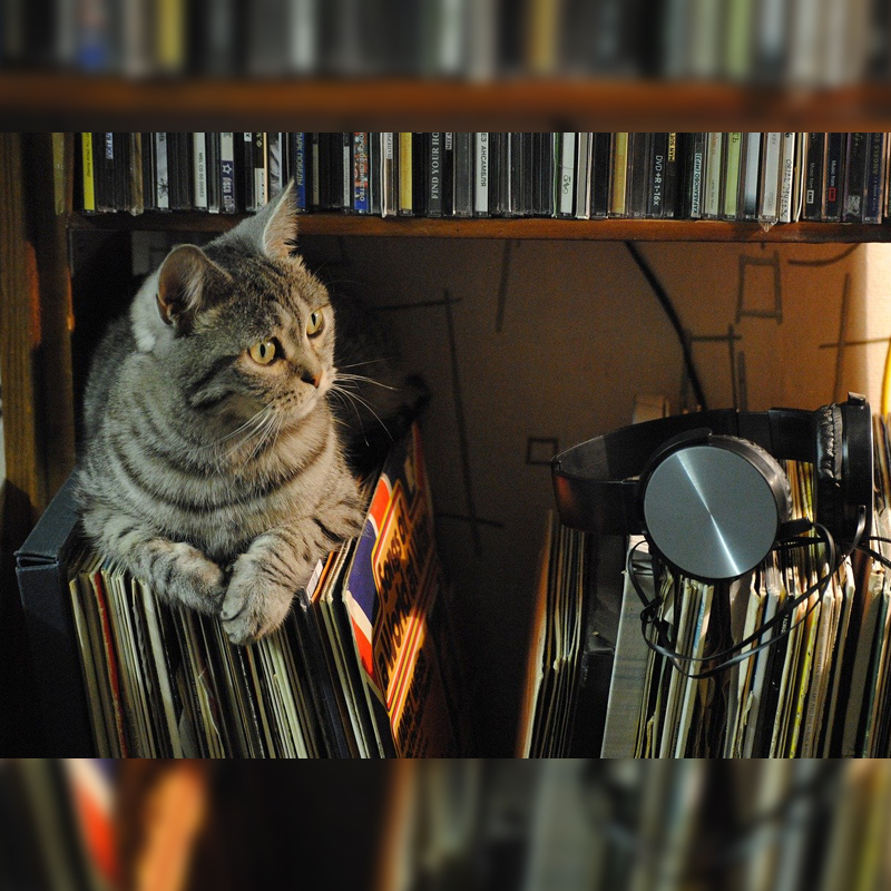 Music, cat, records