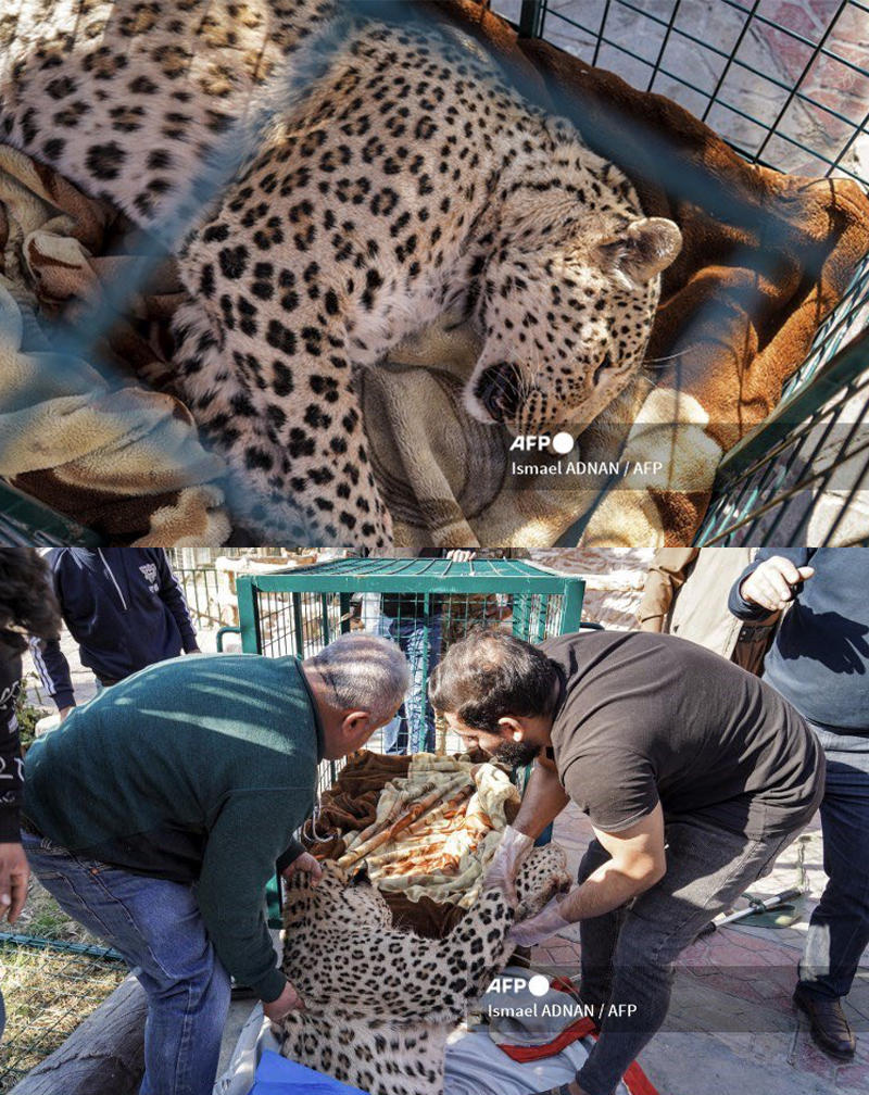 Persian, amur leopard rescue