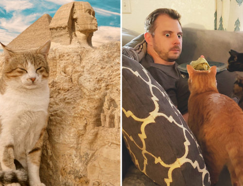 From Ancient Cats to Today, Cats Still Rule the World