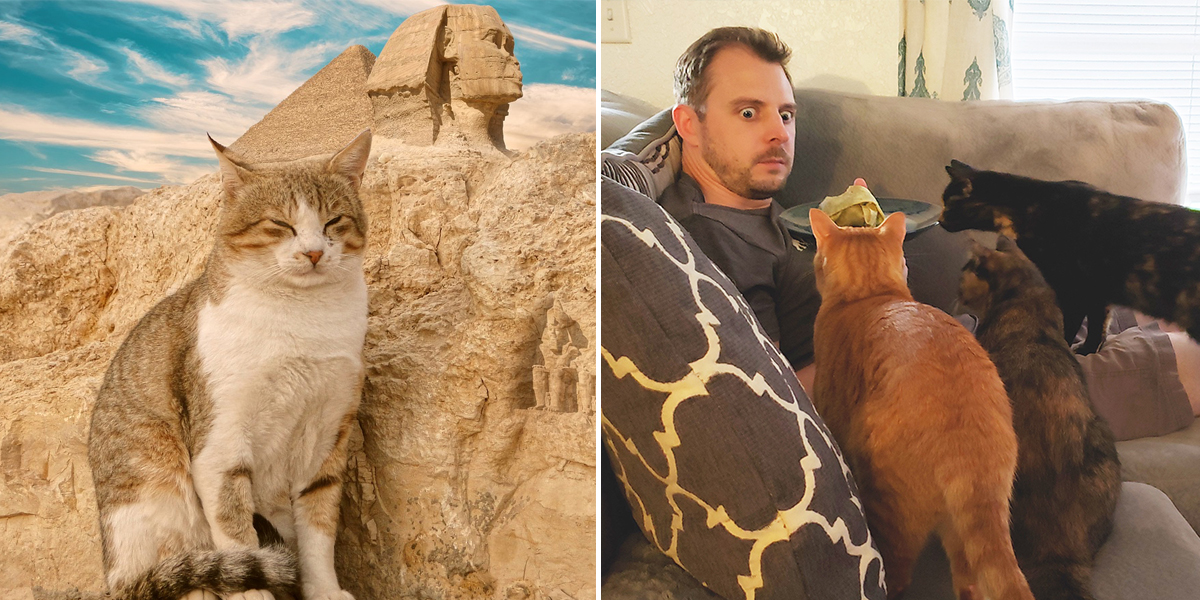 Ancient cats to today, pyramid, Sphinx, Cat Man Chris