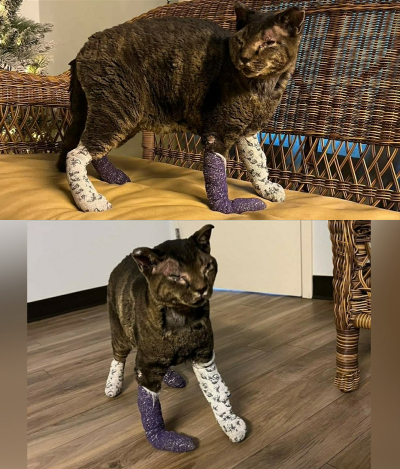 Kitty wearing bandages, Marshall Fire, Boulder