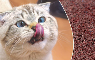 Cat Tongue, sandpaper, tongues, cats