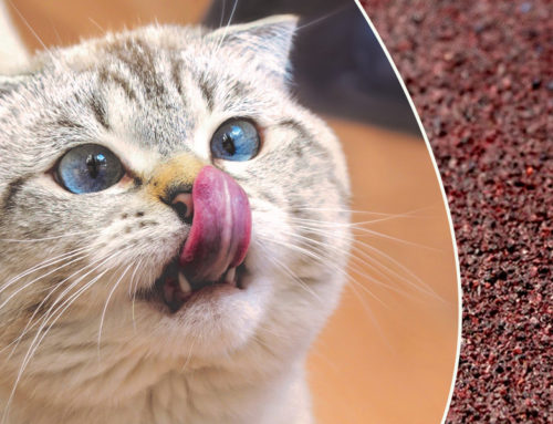 Have You Wondered Why Your Cat’s Tongue Is Scratchy?