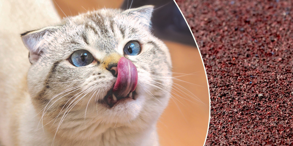 Cat Tongue, sandpaper, tongues, cats