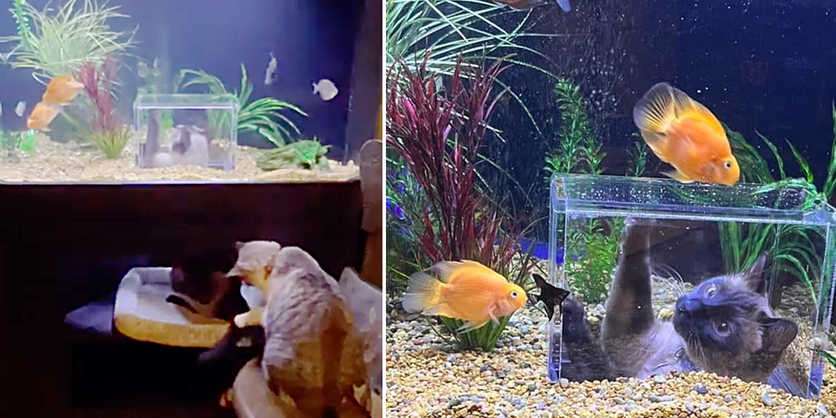 Fish Tank, Jasper the Cat Fish, aquarium, cat