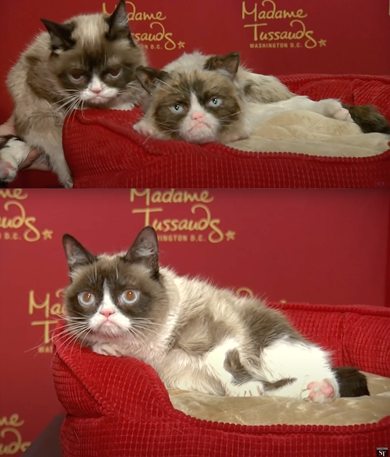 Grumpy Cat with Madame Tussauds figure