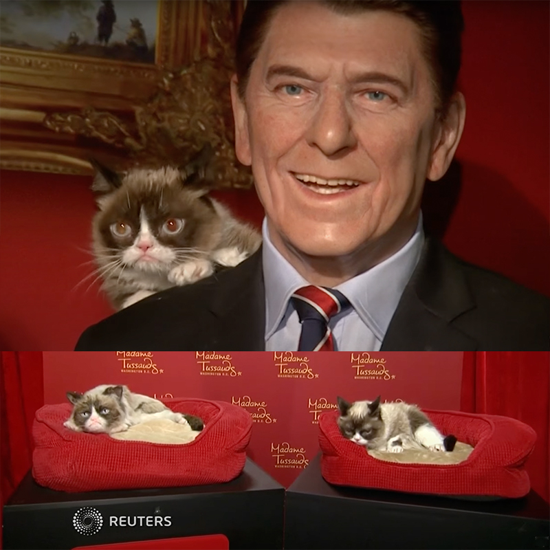 Ronald Reagan and cat