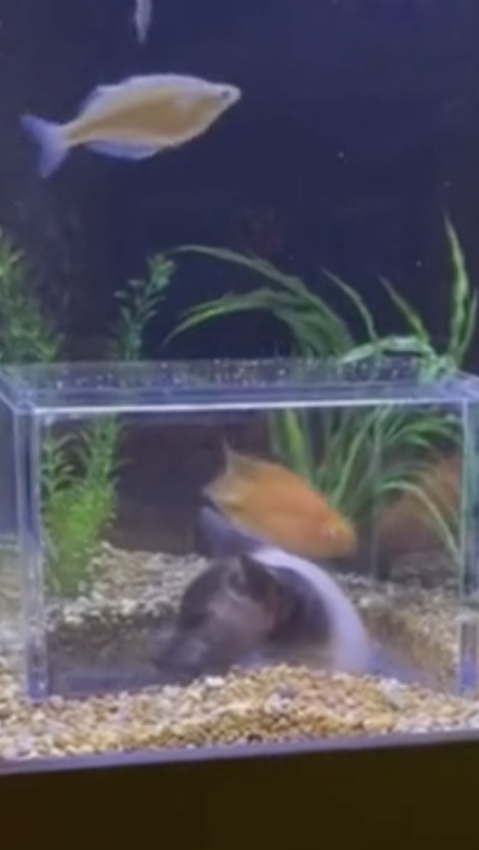 Cat tv outlet fish tank