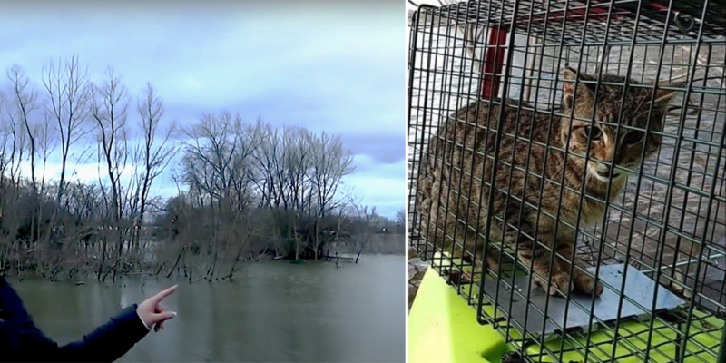 Woman Spots Cat Stranded on Island on Social Media, Sets out in Kayak