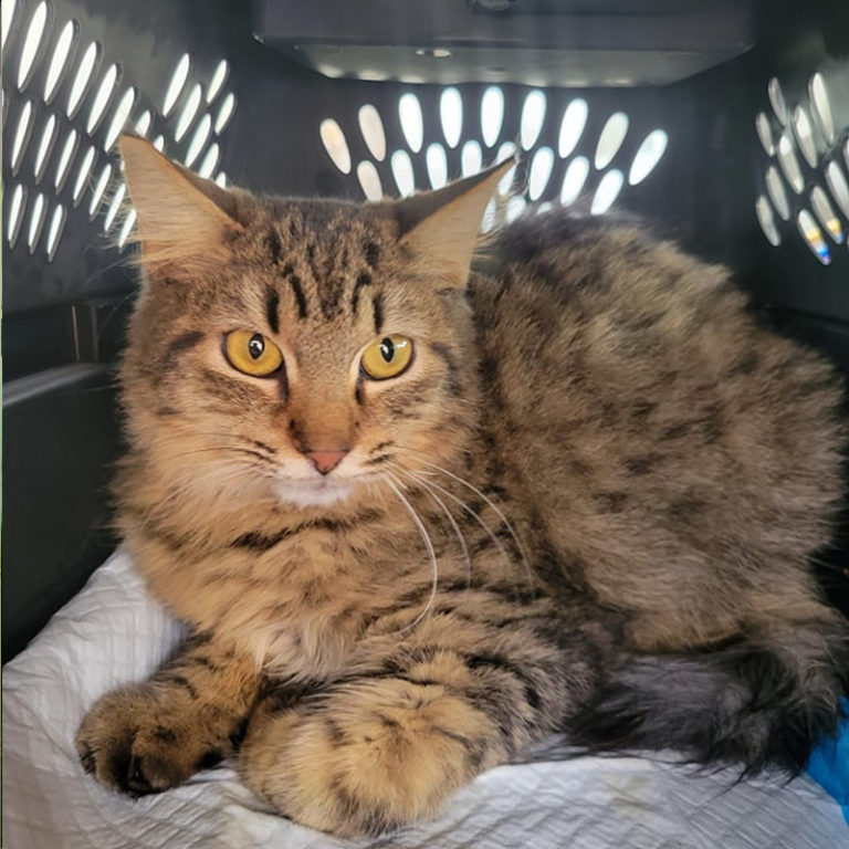 Laredo, TX Animal Control Officer Recognized for Saving 45 Cats from Fire