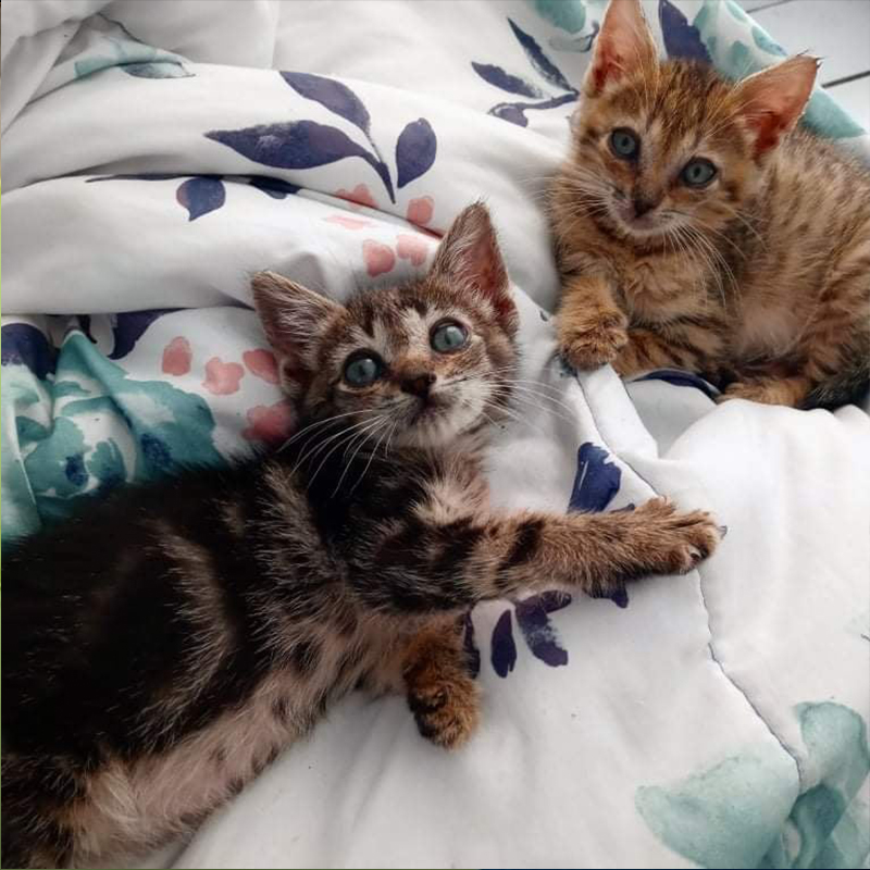 Kittens via Facebook/ Laredo Animal Control