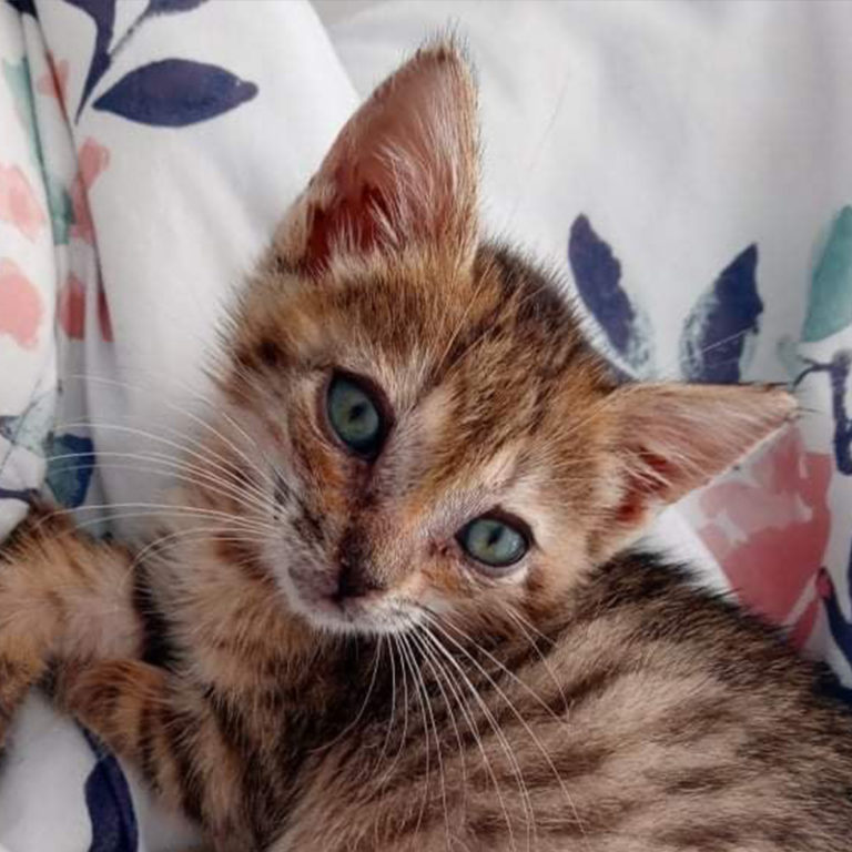 Laredo, TX Animal Control Officer Recognized for Saving 45 Cats from Fire