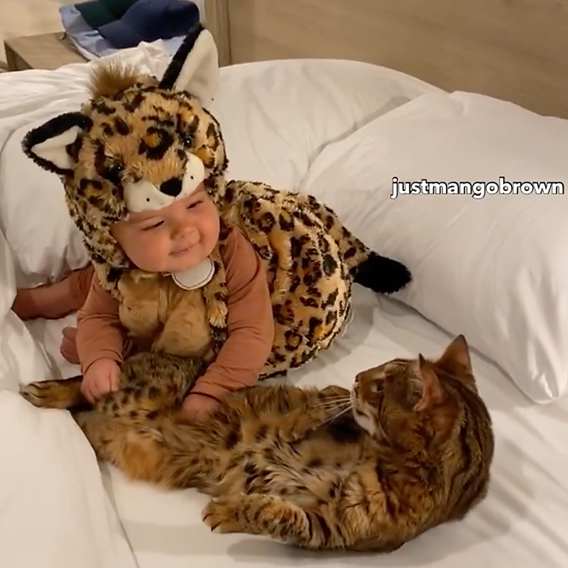 cat and baby Halloween