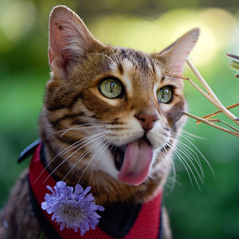 Mango Brown the Bengal with tongue out