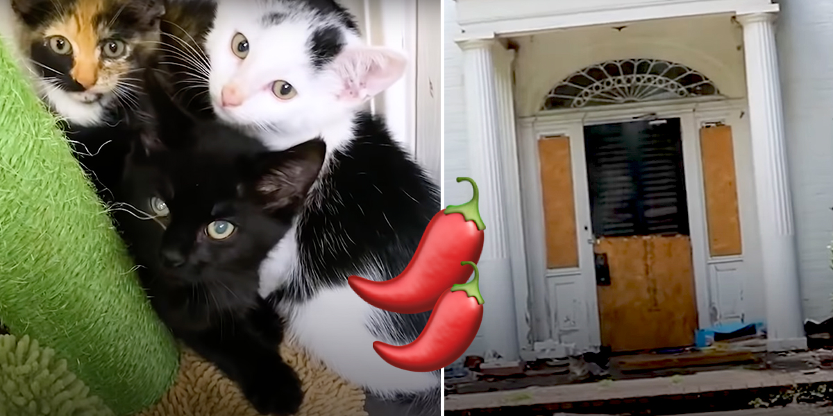 Spicy Kitten Mansion, South Carolina, Miss Dixie's Kitten Rescue