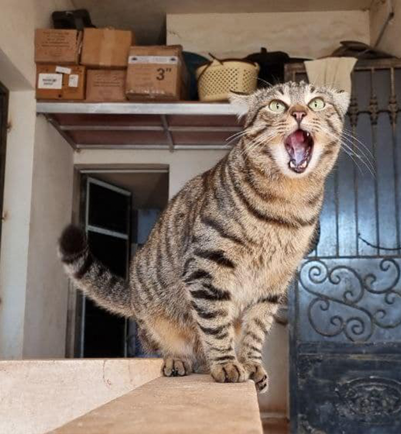 King Maxi, Syria, Ernesto's Cat Sanctuary via Facebook