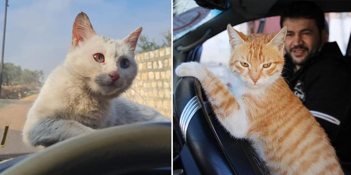 Cat Sanctuary in Syria Continues to Save Animals Like Beautiful 'Chimera'