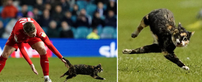 Topsey the cat, Jason Kerry, football match, Hillsborough Stadium