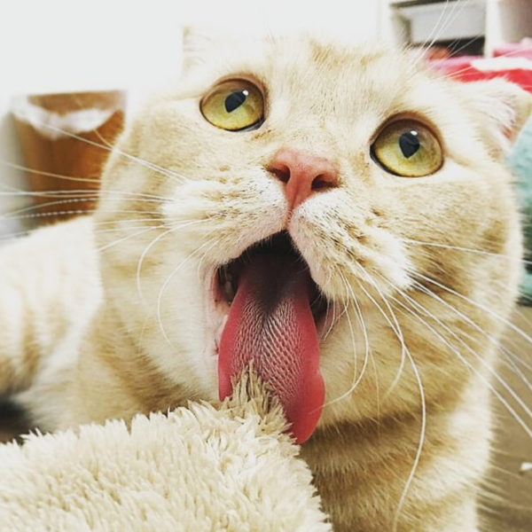 Have You Wondered Why Your Cat’s Tongue Is Scratchy?