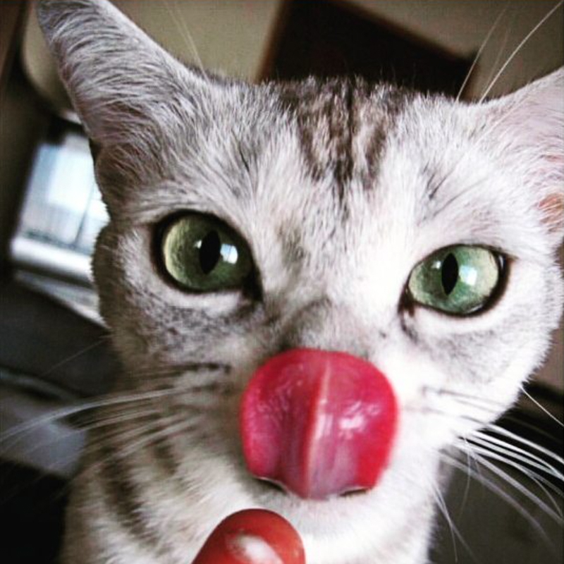 Cat tongue, pink